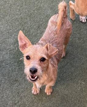 Tommy -  Chihuahua and Terrier Dog for Adoption in New York, New York - Tommy | PetCurious