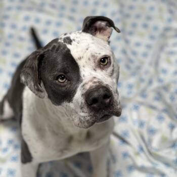 Mixed Breed Dogs Available for Adoption in Newark, New Jersey - Chip | PetCurious