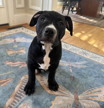 Pit Bull Terrier Dogs Available for Adoption in Pembroke, Massachusetts - Aiden | PetCurious