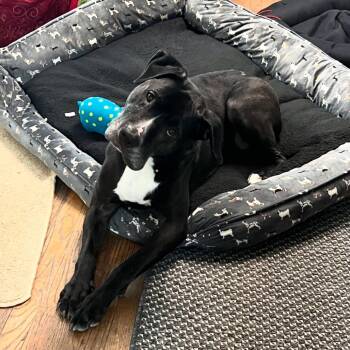 Rescue Great Dane and Mixed Breed Dogs for Adoption in Kansas City, Missouri - Beast 2149 | PetCurious