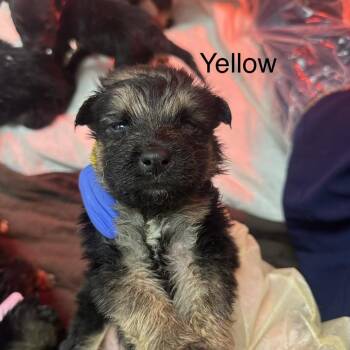 German Shepherd Dog Dogs Available for Adoption in Los Angeles, California - Nimble A2262405 Yellow | PetCurious