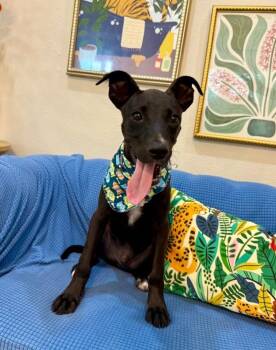 Jasper Funtime Baby -  Pit Bull Terrier and Chihuahua Dog for Adoption in Friendswood, Texas - Jasper Funtime Baby | PetCurious