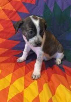 A & W -  Mixed Breed Dog Available for Adoption in Hot Springs, South Dakota - A & W | PetCurious
