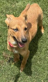 Shepherd and Mixed Breed Dogs Available for Adoption in San Antonio, Texas - Tiff | PetCurious