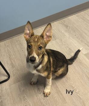 Ivy -  Shepherd Dog for Adoption in Ulster, Pennsylvania - Ivy | PetCurious