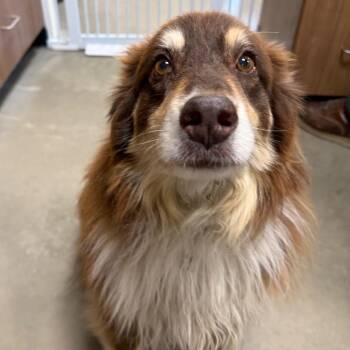 Luna -  Australian Shepherd and Mixed Breed Dog for Adoption in Cody, Wyoming - Luna | PetCurious