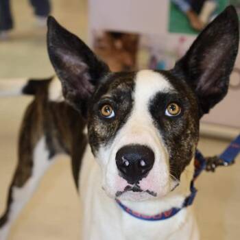 Rescue Pointer and Great Dane Dogs for Adoption in Austin, Texas - Dante JuM | PetCurious