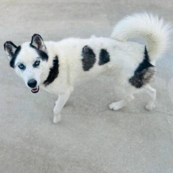 Mixed Breed Dogs Available for Adoption in Groveland, Massachusetts - Sven | PetCurious