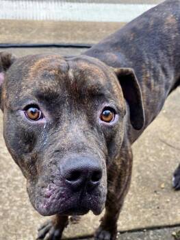 Tank -  Pit Bull Terrier Dog for Adoption in Mckeesport, Pennsylvania - Tank | PetCurious