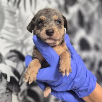 Ericka -  Shepherd Dog for Adoption in Wahiawa, Hawaii - Ericka | PetCurious