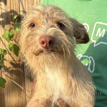 Bruno - Local July 10-12 -  Rat Terrier Dog for Adoption in Brookshire, Texas - Bruno - Local July 10-12 | PetCurious