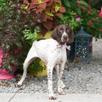 Dolly P -  German Shorthaired Pointer Dog for Adoption in Wake Forest, North Carolina - Dolly P | PetCurious
