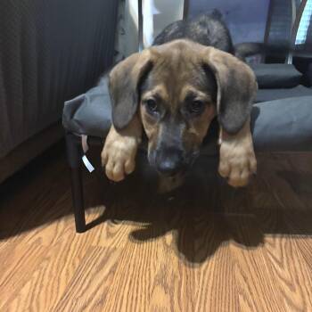 Zaphram -  Mixed Breed Dog for Adoption in Fredericksburg, Virginia - Zaphram | PetCurious