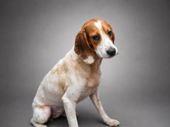 Amelia -  Beagle and Mixed Breed Dog for Adoption in Bowling Green, Kentucky - Amelia | PetCurious