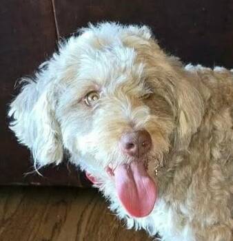 Bernadoodle Dogs Available for Adoption - Cinnamon | PetCurious