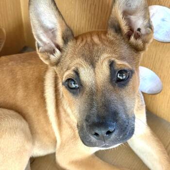 Mini Cooper -  German Shepherd Dog Dog for Adoption in Oakland, California - Mini Cooper | PetCurious