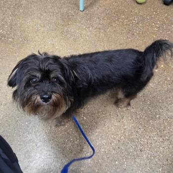 Junior -  Mixed Breed Dog for Adoption in Skokie, Illinois - Junior | PetCurious