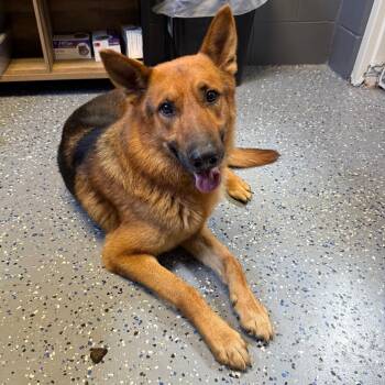 German Shepherd Dog Dogs Available for Adoption in Tuscaloosa, Alabama - Heat | PetCurious