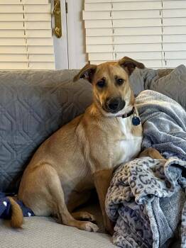 Rescue German Shepherd Dog Dogs for Adoption in Christiansburg, Virginia - Zuri | PetCurious