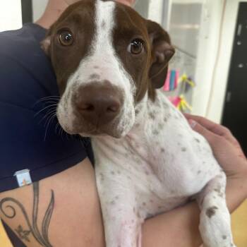 Gladys -  Mixed Breed Dog for Adoption in Gadsden, Alabama - Gladys | PetCurious