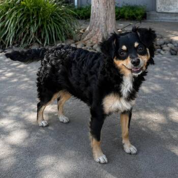 Chewy -  Terrier and Poodle Dog for Adoption in Lathrop, California - Chewy | PetCurious