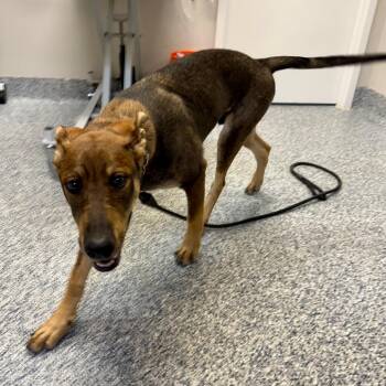 Prank -  German Shepherd Dog and Plott Hound Dog for Adoption in Great Falls, Montana - Prank | PetCurious
