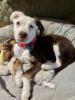 Rescue Border Collie Dogs for Adoption in Baker City, Oregon - Miley | PetCurious