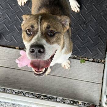 Trevor -  Mixed Breed Dog for Adoption in Waynesville, North Carolina - Trevor | PetCurious