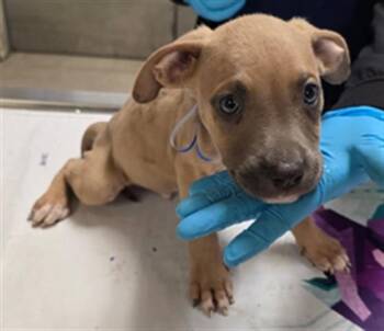 MACADAMIA -  Pit Bull Terrier Dog for Adoption in Riverside, California - MACADAMIA | PetCurious