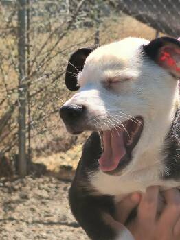Domino -  Schnauzer Dog for Adoption in Weaverville, California - Domino | PetCurious