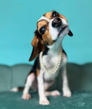 Mocha -  Beagle Dog for Adoption in Foster, Rhode Island - Mocha | PetCurious