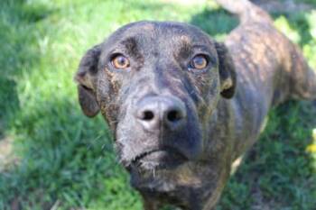 Black Mouth Cur and Mixed Breed Dogs Available for Adoption in Kansas City, Missouri - Dill | PetCurious