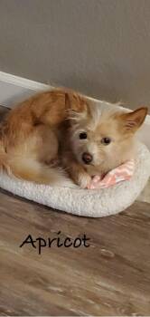 Rescue Terrier Dogs for Adoption in Las Vegas, Nevada - Apricot | PetCurious
