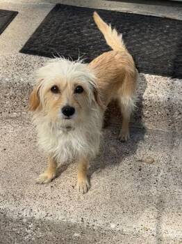 Terrier and Dachshund Dogs Available for Adoption - Aggie | PetCurious