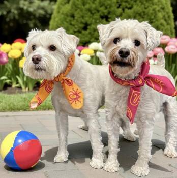 Rescue Schnoodle Dogs for Adoption in Perry, Iowa - Jack And Oscar (Bonded Siblings) | PetCurious