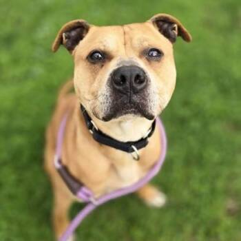 Pit Bull Terrier Dogs Available for Adoption in Phoenixville, Pennsylvania - Skip | PetCurious