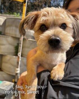 Yorkshire Terrier and Cockapoo Dogs Available for Adoption in Agoura Hills, California - HIRIT | PetCurious
