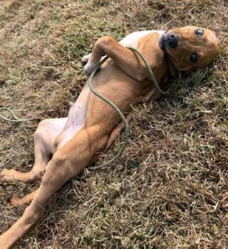 Peck -  Labrador Retriever and Mixed Breed Dog for Adoption in Morton Grove, Illinois - Peck | PetCurious