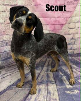 Scout -  Bluetick Coonhound and Pointer Dog for Adoption in Quincy, Michigan - Scout | PetCurious
