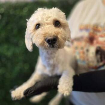Canelo -  Poodle and Mixed Breed Dog for Adoption in El Paso, Texas - Canelo | PetCurious