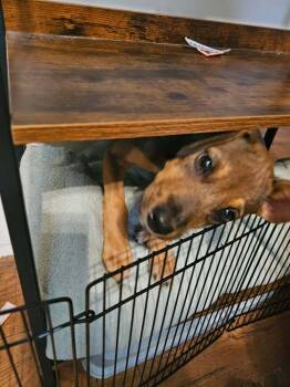 Kiara -  Mixed Breed Dog for Adoption in Dorr, Michigan - Kiara | PetCurious