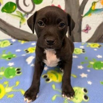 Black Mouth Cur and Mixed Breed Dogs Available for Adoption in Hattiesburg, Mississippi - Fisher | PetCurious