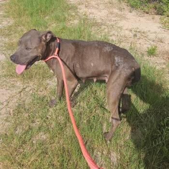 Rescue American Staffordshire Terrier and Labrador Retriever Dogs for Adoption in Brookeville, Maryland - Mocha | PetCurious