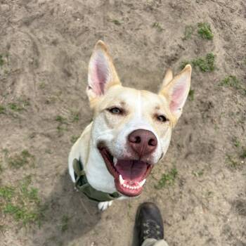 Harley -  Mixed Breed Dog for Adoption in Newark, New Jersey - Harley | PetCurious