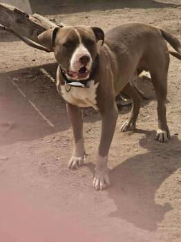 Rescue Pit Bull Terrier and American Bulldog Dogs for Adoption in Missoula, Montana - Buddy, The Gentle Pitbull | PetCurious