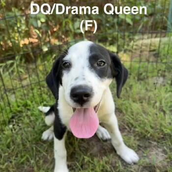 Drama Queen -  Hound and Labrador Retriever Dog for Adoption in Wadena, Minnesota - Drama Queen | PetCurious