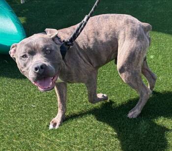 BUELLER -  American Staffordshire Terrier and Mixed Breed Dog for Adoption in Grand Prairie, Texas - BUELLER | PetCurious