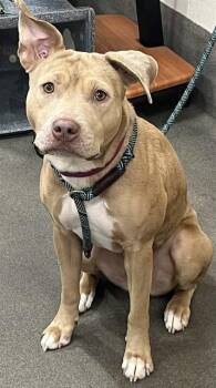 AGATHA -  Pit Bull Terrier Dog for Adoption - AGATHA | PetCurious