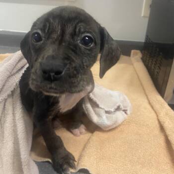 Pit Bull Terrier and Labrador Retriever Dogs Available for Adoption in Columbus, North Carolina - April | PetCurious