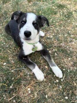 Australian Shepherd and Cattle Dog Dogs Available for Adoption in Fort Collins, Colorado - Jolene | PetCurious